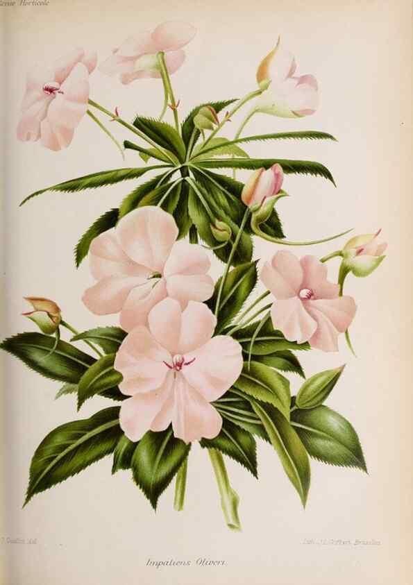 Reproducción/Reproduction 49643916697: Revue horticole.. Paris :Librairie agricole de la maison rustique,1829-1974.. 