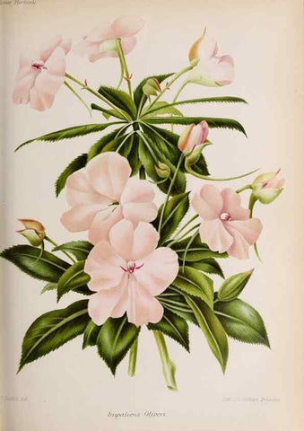 Reproducción/Reproduction 49643916697: Revue horticole.. Paris :Librairie agricole de la maison rustique,1829-1974.. 
