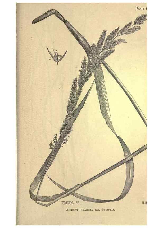 Reproducción/Reproduction 49579426647: The agricultural grasses and forage plants of the United States;. Washington :Govt. print. off.,1889.. 