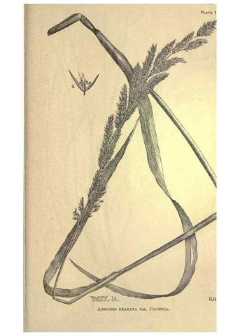 Reproducción/Reproduction 49579426647: The agricultural grasses and forage plants of the United States;. Washington :Govt. print. off.,1889.. 