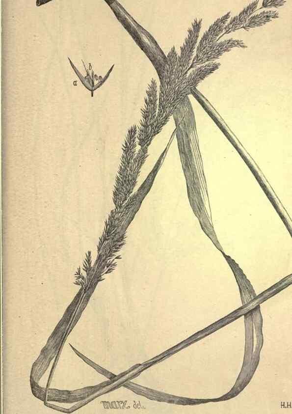 Reproducción/Reproduction 49579426647: The agricultural grasses and forage plants of the United States;. Washington :Govt. print. off.,1889.. 