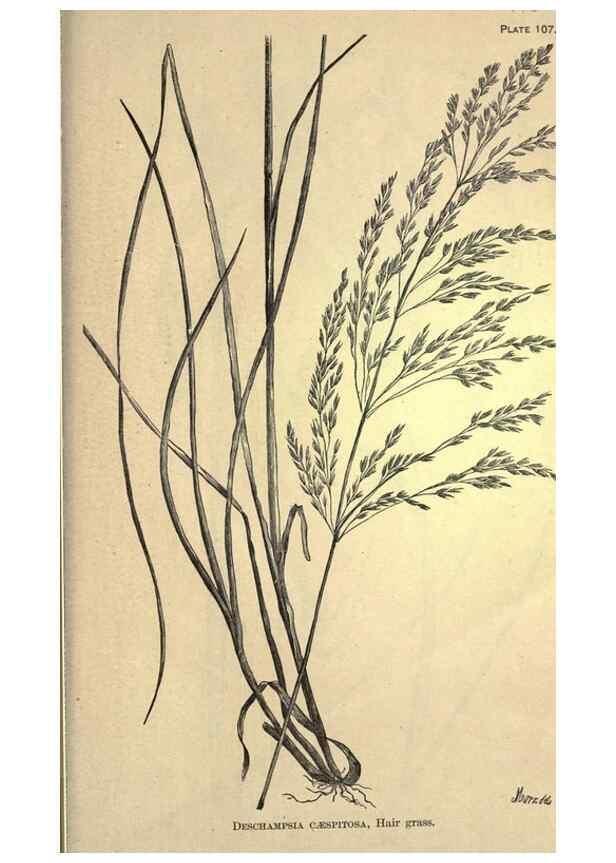 Reproducción/Reproduction 49578696773: The agricultural grasses and forage plants of the United States;. Washington :Govt. print. off.,1889.. 