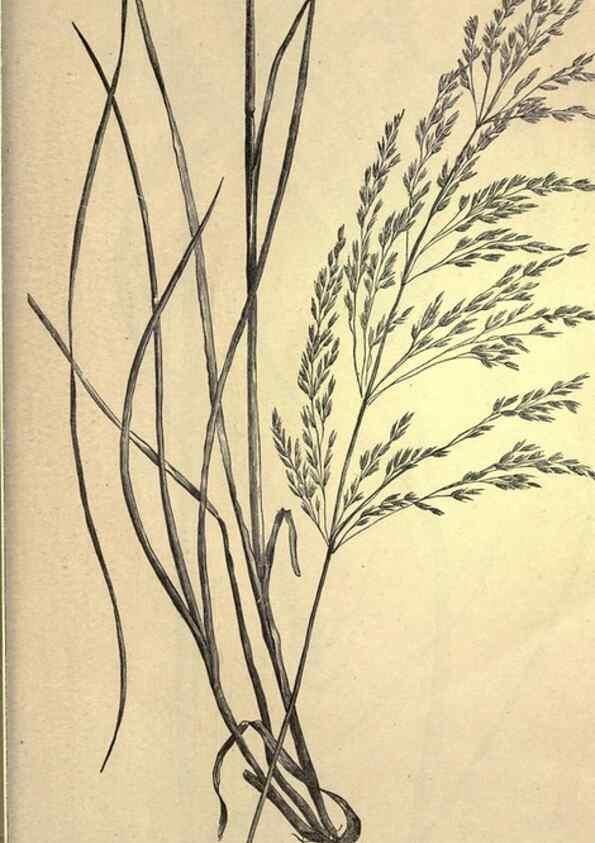 Reproducción/Reproduction 49578696773: The agricultural grasses and forage plants of the United States;. Washington :Govt. print. off.,1889.. 
