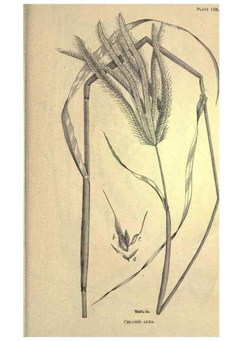 Reproducción/Reproduction 49579201126: The agricultural grasses and forage plants of the United States;. Washington :Govt. print. off.,1889.. 