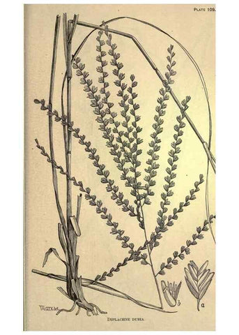 Reproducción/Reproduction 49579201386: The agricultural grasses and forage plants of the United States;. Washington :Govt. print. off.,1889.. 