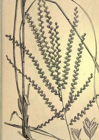 Reproducción/Reproduction 49579201386: The agricultural grasses and forage plants of the United States;. Washington :Govt. print. off.,1889.. 