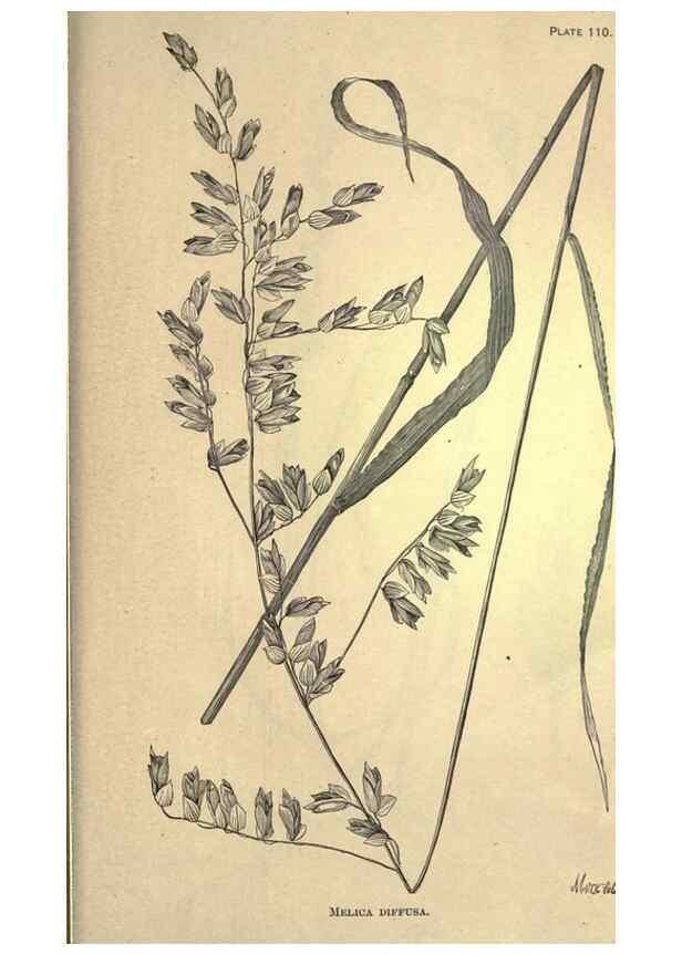 Reproducción/Reproduction 49578697488: The agricultural grasses and forage plants of the United States;. Washington :Govt. print. off.,1889.. 