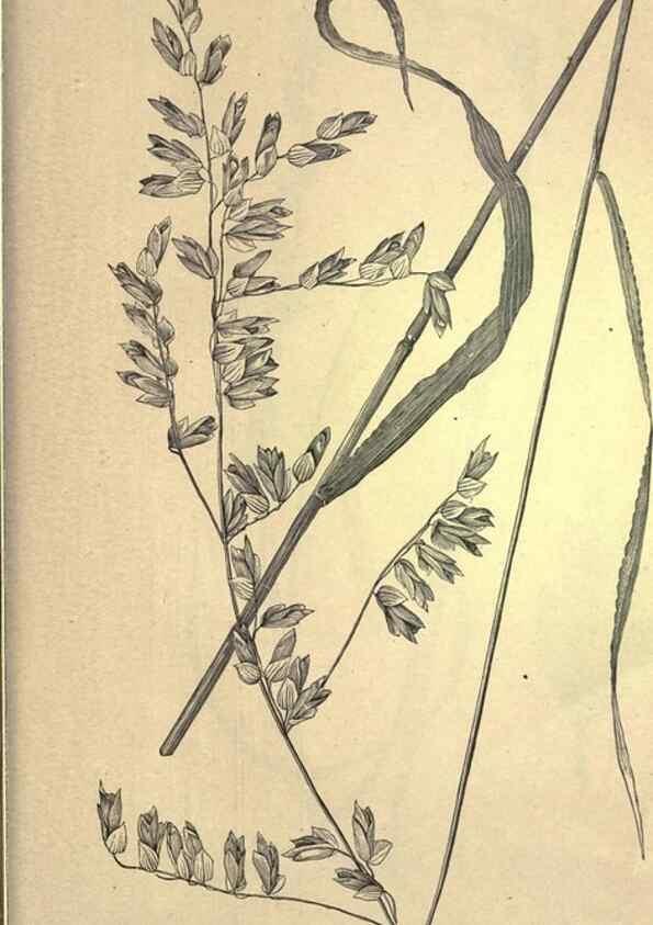 Reproducción/Reproduction 49578697488: The agricultural grasses and forage plants of the United States;. Washington :Govt. print. off.,1889.. 