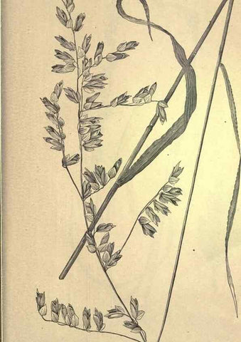 Reproducción/Reproduction 49578697488: The agricultural grasses and forage plants of the United States;. Washington :Govt. print. off.,1889.. 