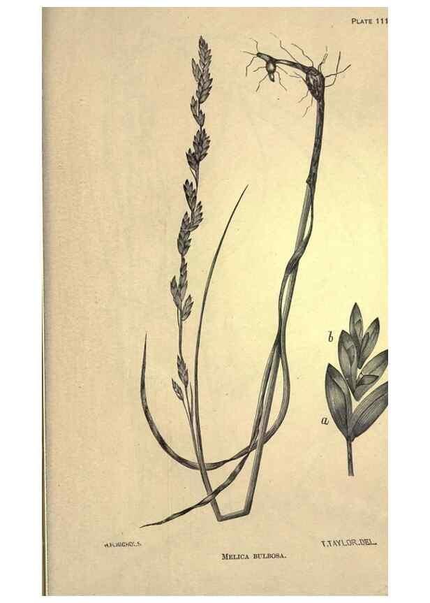 Reproducción/Reproduction 49578697723: The agricultural grasses and forage plants of the United States;. Washington :Govt. print. off.,1889.. 
