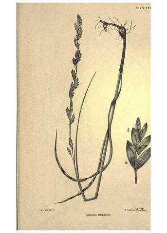 Reproducción/Reproduction 49578697723: The agricultural grasses and forage plants of the United States;. Washington :Govt. print. off.,1889.. 