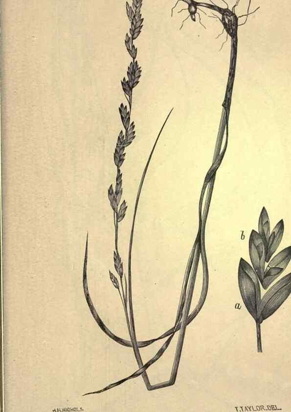 Reproducción/Reproduction 49578697723: The agricultural grasses and forage plants of the United States;. Washington :Govt. print. off.,1889.. 