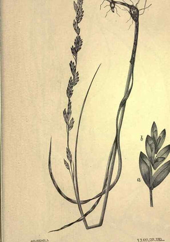 Reproducción/Reproduction 49578697723: The agricultural grasses and forage plants of the United States;. Washington :Govt. print. off.,1889.. 