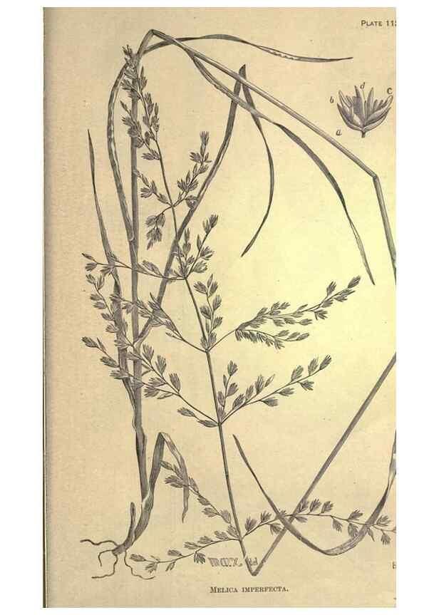 Reproducción/Reproduction 49579202126: The agricultural grasses and forage plants of the United States;. Washington :Govt. print. off.,1889.. 