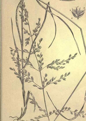 Reproducción/Reproduction 49579202126: The agricultural grasses and forage plants of the United States;. Washington :Govt. print. off.,1889.. 
