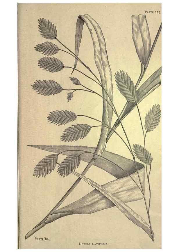 Reproducción/Reproduction 49579202341: The agricultural grasses and forage plants of the United States;. Washington :Govt. print. off.,1889.. 
