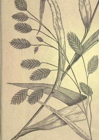 Reproducción/Reproduction 49579202341: The agricultural grasses and forage plants of the United States;. Washington :Govt. print. off.,1889.. 