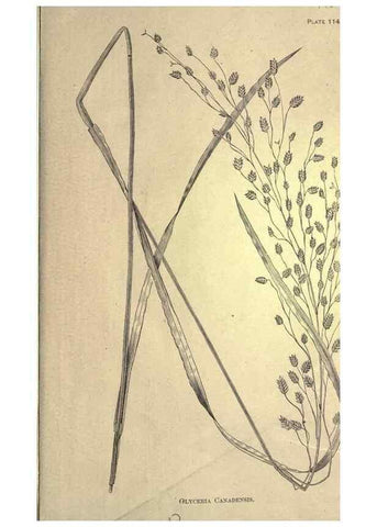 Reproducción/Reproduction 49579202606: The agricultural grasses and forage plants of the United States;. Washington :Govt. print. off.,1889.. 