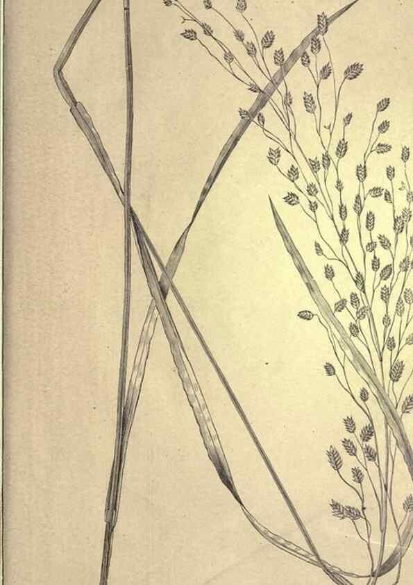 Reproducción/Reproduction 49579202606: The agricultural grasses and forage plants of the United States;. Washington :Govt. print. off.,1889.. 