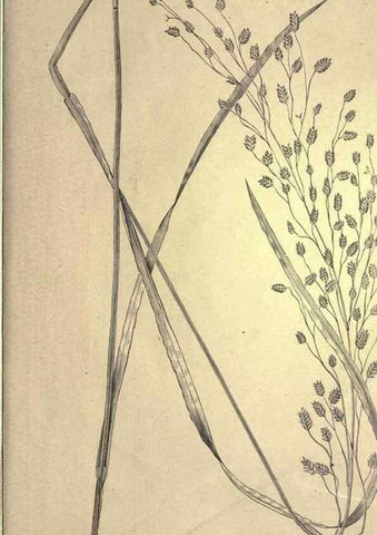 Reproducción/Reproduction 49579202606: The agricultural grasses and forage plants of the United States;. Washington :Govt. print. off.,1889.. 