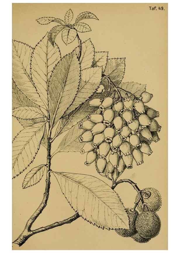 Reproducción/Reproduction 49579020323: Die Pflanzenwelt Dalmatiens /. Leipzig :W. Klinkhardt,1911.. 