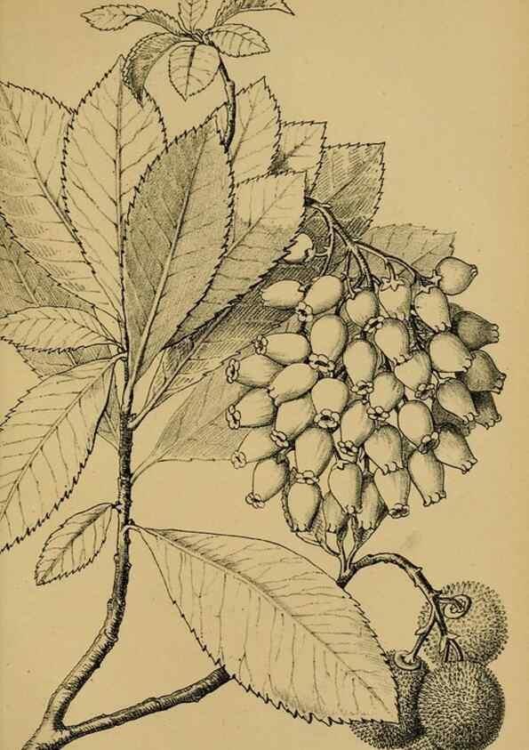 Reproducción/Reproduction 49579020323: Die Pflanzenwelt Dalmatiens /. Leipzig :W. Klinkhardt,1911.. 