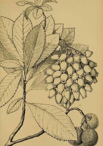 Reproducción/Reproduction 49579020323: Die Pflanzenwelt Dalmatiens /. Leipzig :W. Klinkhardt,1911.. 