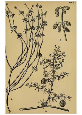 Reproducción/Reproduction 49579750902: Die Pflanzenwelt Dalmatiens /. Leipzig :W. Klinkhardt,1911.. 