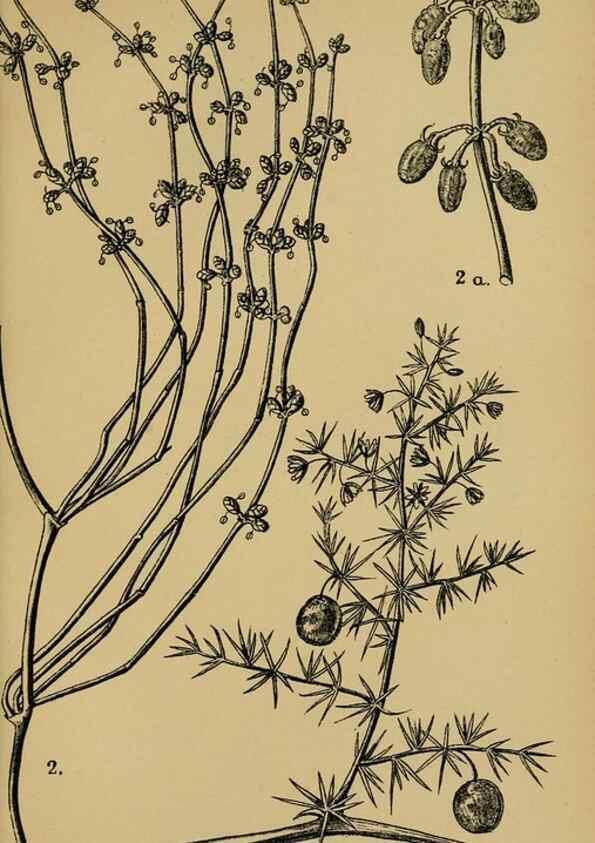 Reproducción/Reproduction 49579750902: Die Pflanzenwelt Dalmatiens /. Leipzig :W. Klinkhardt,1911.. 