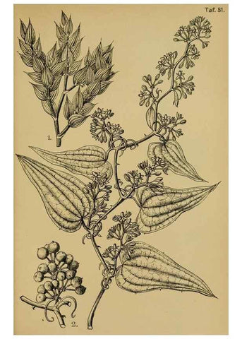 Reproducción/Reproduction 49579751297: Die Pflanzenwelt Dalmatiens /. Leipzig :W. Klinkhardt,1911.. 