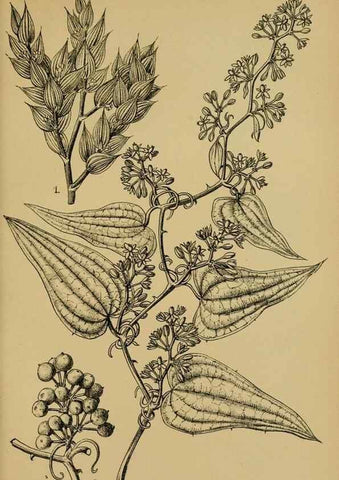 Reproducción/Reproduction 49579751297: Die Pflanzenwelt Dalmatiens /. Leipzig :W. Klinkhardt,1911.. 
