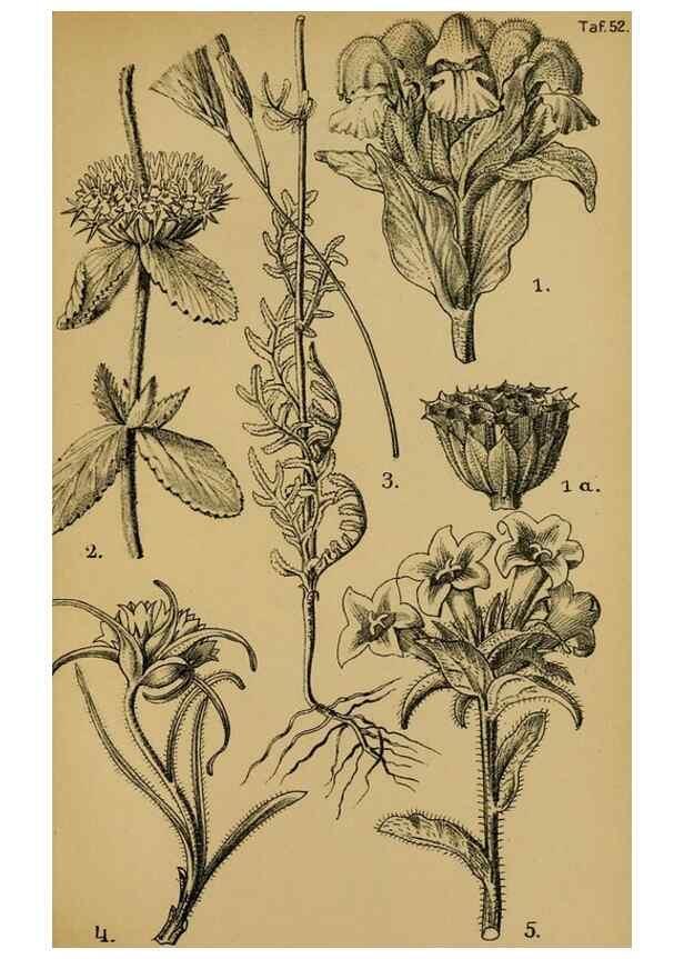 Reproducción/Reproduction 49579021308: Die Pflanzenwelt Dalmatiens /. Leipzig :W. Klinkhardt,1911.. 