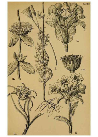 Reproducción/Reproduction 49579021308: Die Pflanzenwelt Dalmatiens /. Leipzig :W. Klinkhardt,1911.. 