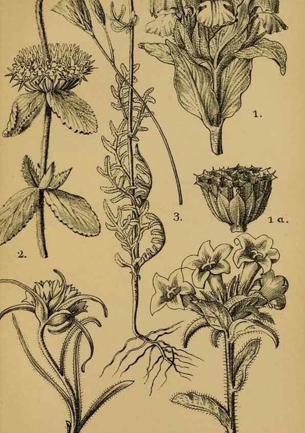Reproducción/Reproduction 49579021308: Die Pflanzenwelt Dalmatiens /. Leipzig :W. Klinkhardt,1911.. 