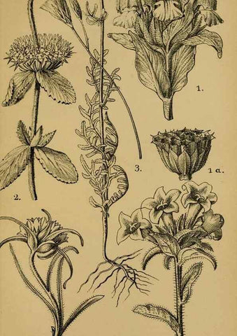 Reproducción/Reproduction 49579021308: Die Pflanzenwelt Dalmatiens /. Leipzig :W. Klinkhardt,1911.. 