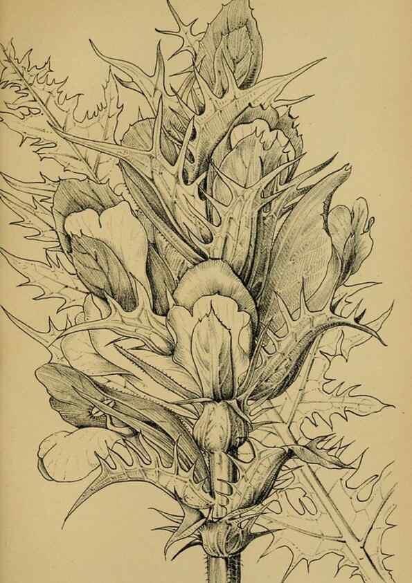Reproducción/Reproduction 49579021728: Die Pflanzenwelt Dalmatiens /. Leipzig :W. Klinkhardt,1911.. 