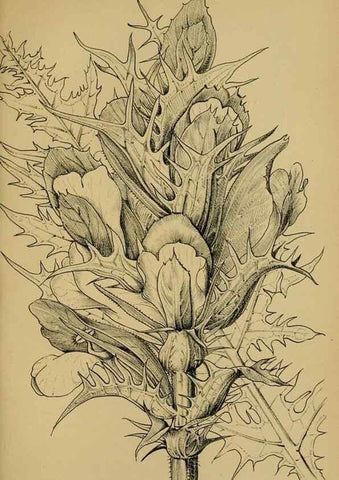 Reproducción/Reproduction 49579021728: Die Pflanzenwelt Dalmatiens /. Leipzig :W. Klinkhardt,1911.. 