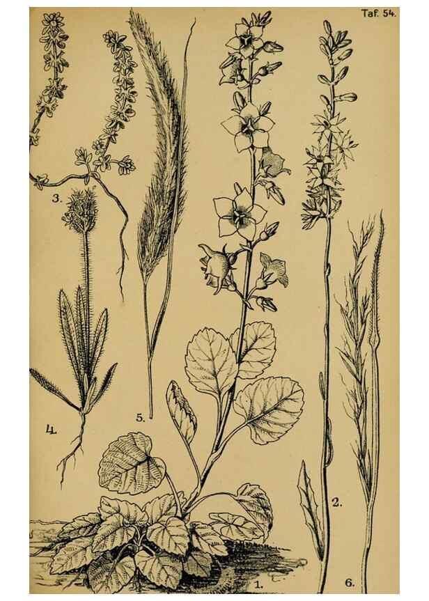 Reproducción/Reproduction 49579752342: Die Pflanzenwelt Dalmatiens /. Leipzig :W. Klinkhardt,1911.. 