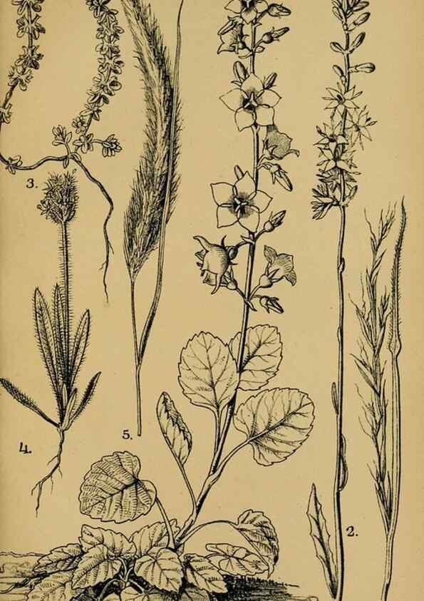 Reproducción/Reproduction 49579752342: Die Pflanzenwelt Dalmatiens /. Leipzig :W. Klinkhardt,1911.. 