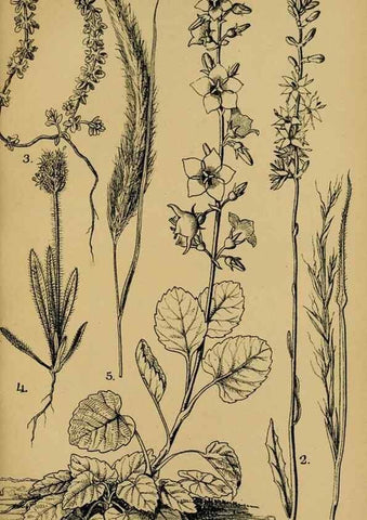 Reproducción/Reproduction 49579752342: Die Pflanzenwelt Dalmatiens /. Leipzig :W. Klinkhardt,1911.. 