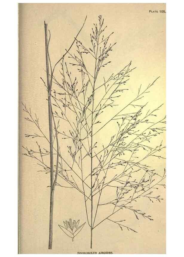 Reproducción/Reproduction 49579426412: The agricultural grasses and forage plants of the United States;. Washington :Govt. print. off.,1889.. 