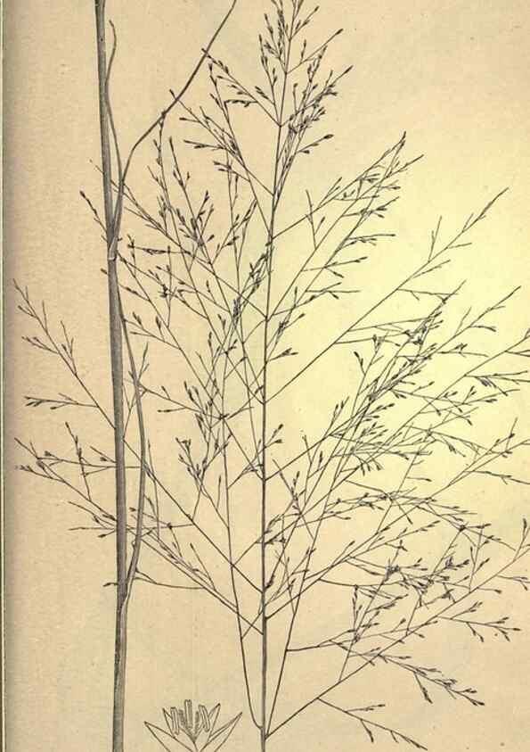 Reproducción/Reproduction 49579426412: The agricultural grasses and forage plants of the United States;. Washington :Govt. print. off.,1889.. 