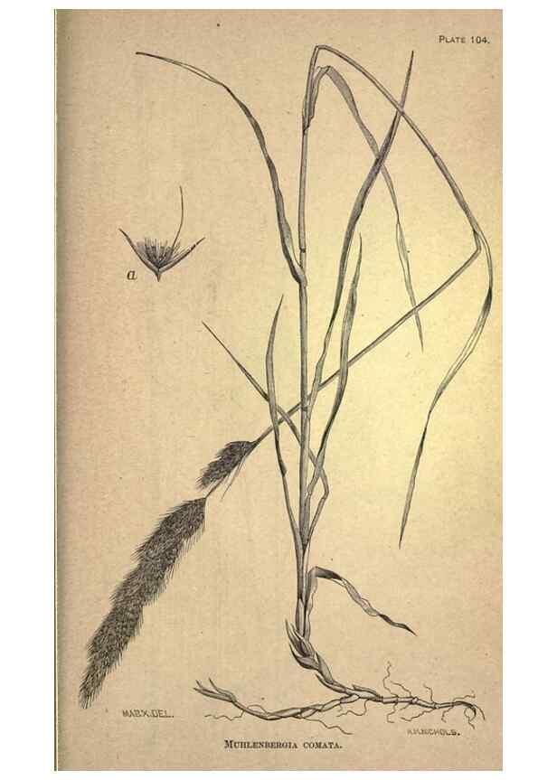 Reproducción/Reproduction 49579200196: The agricultural grasses and forage plants of the United States;. Washington :Govt. print. off.,1889.. 