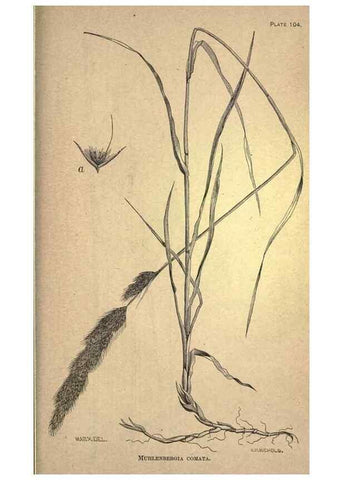 Reproducción/Reproduction 49579200196: The agricultural grasses and forage plants of the United States;. Washington :Govt. print. off.,1889.. 