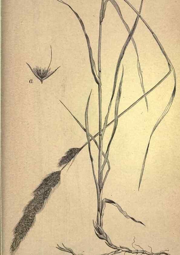 Reproducción/Reproduction 49579200196: The agricultural grasses and forage plants of the United States;. Washington :Govt. print. off.,1889.. 