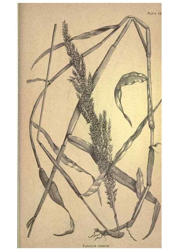Reproducción/Reproduction 49579425872: The agricultural grasses and forage plants of the United States;. Washington :Govt. print. off.,1889.. 