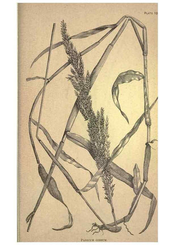 Reproducción/Reproduction 49579425872: The agricultural grasses and forage plants of the United States;. Washington :Govt. print. off.,1889.. 