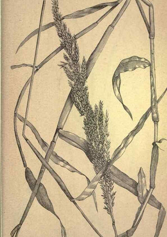 Reproducción/Reproduction 49579425872: The agricultural grasses and forage plants of the United States;. Washington :Govt. print. off.,1889.. 