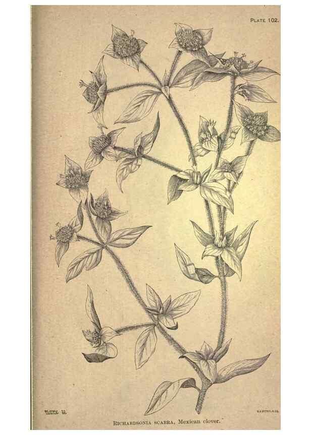 Reproducción/Reproduction 49579425672: The agricultural grasses and forage plants of the United States;. Washington :Govt. print. off.,1889.. 