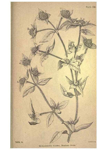Reproducción/Reproduction 49579425672: The agricultural grasses and forage plants of the United States;. Washington :Govt. print. off.,1889.. 